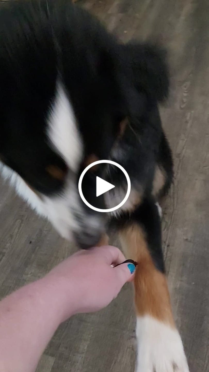 Customer video review of Functional Treats Bundle — All 6 Ostrich Superfood Treats, 40% Off