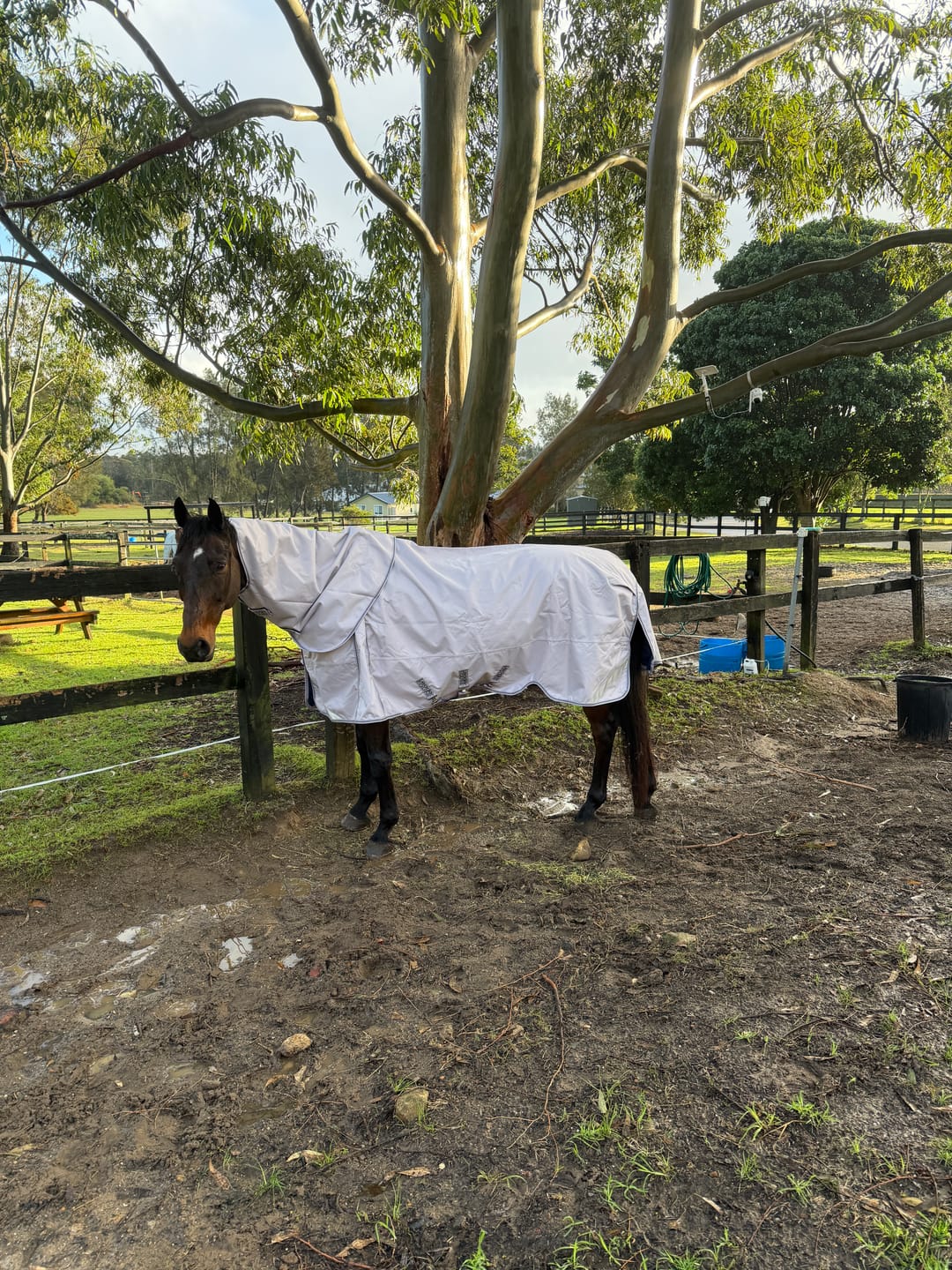 Customer photo review of LE Boxter Turnout 0g