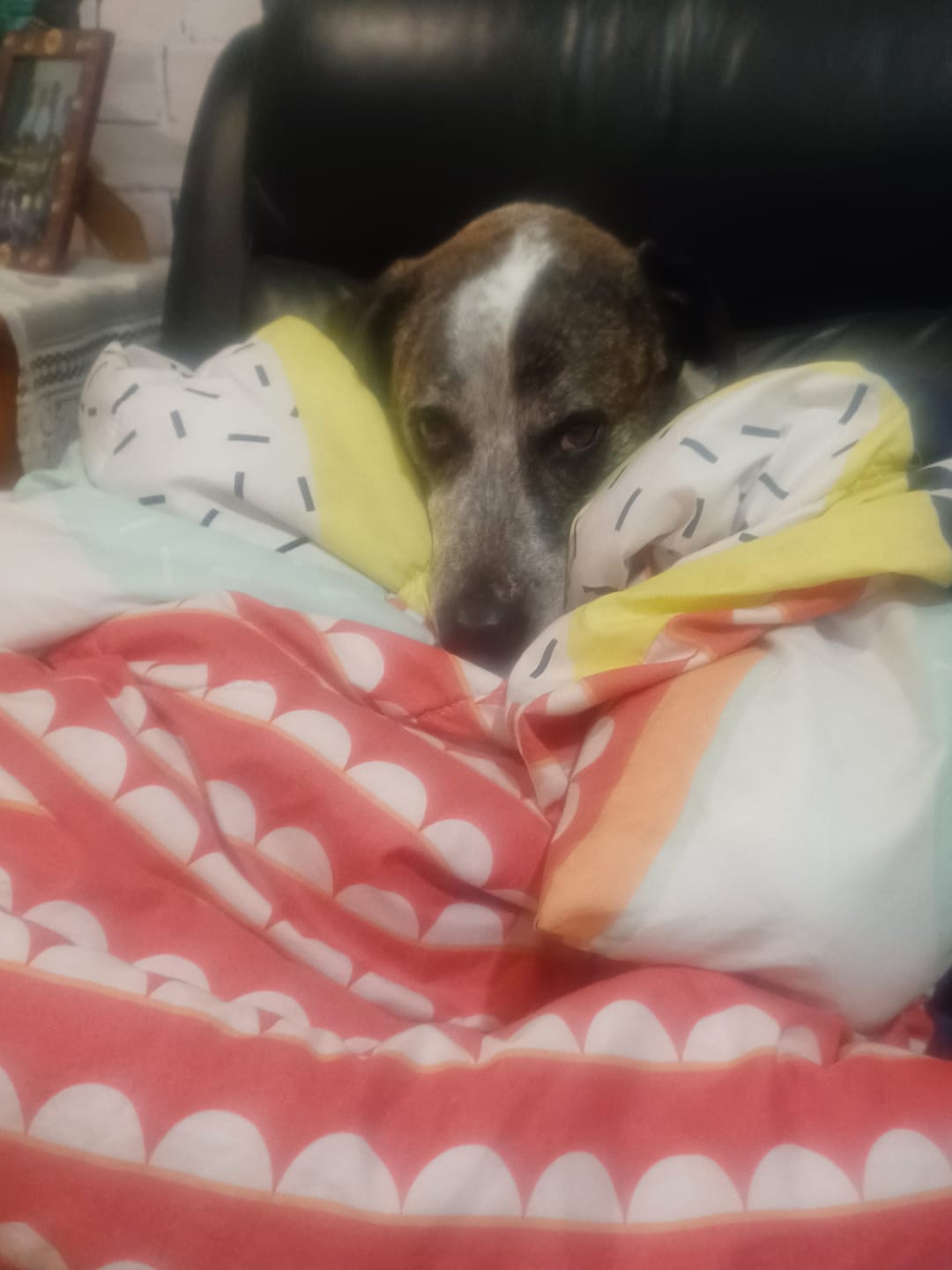 Customer photo review of Cutest Pets of Pupvote Spring 2026
