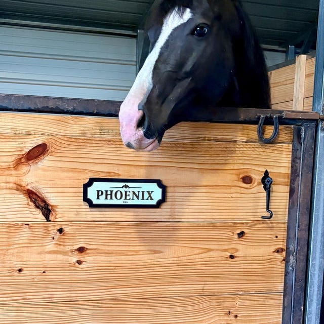 Customer photo review of The Marquee, Gold on White — Personalized Horse Stall Name Plate