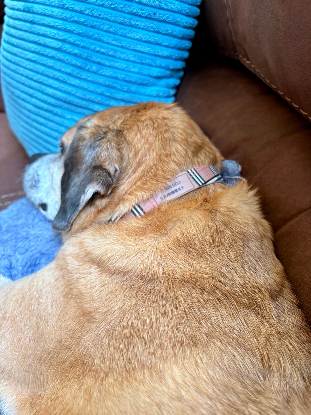 Customer photo review of Khaki Plaid Dog Collar