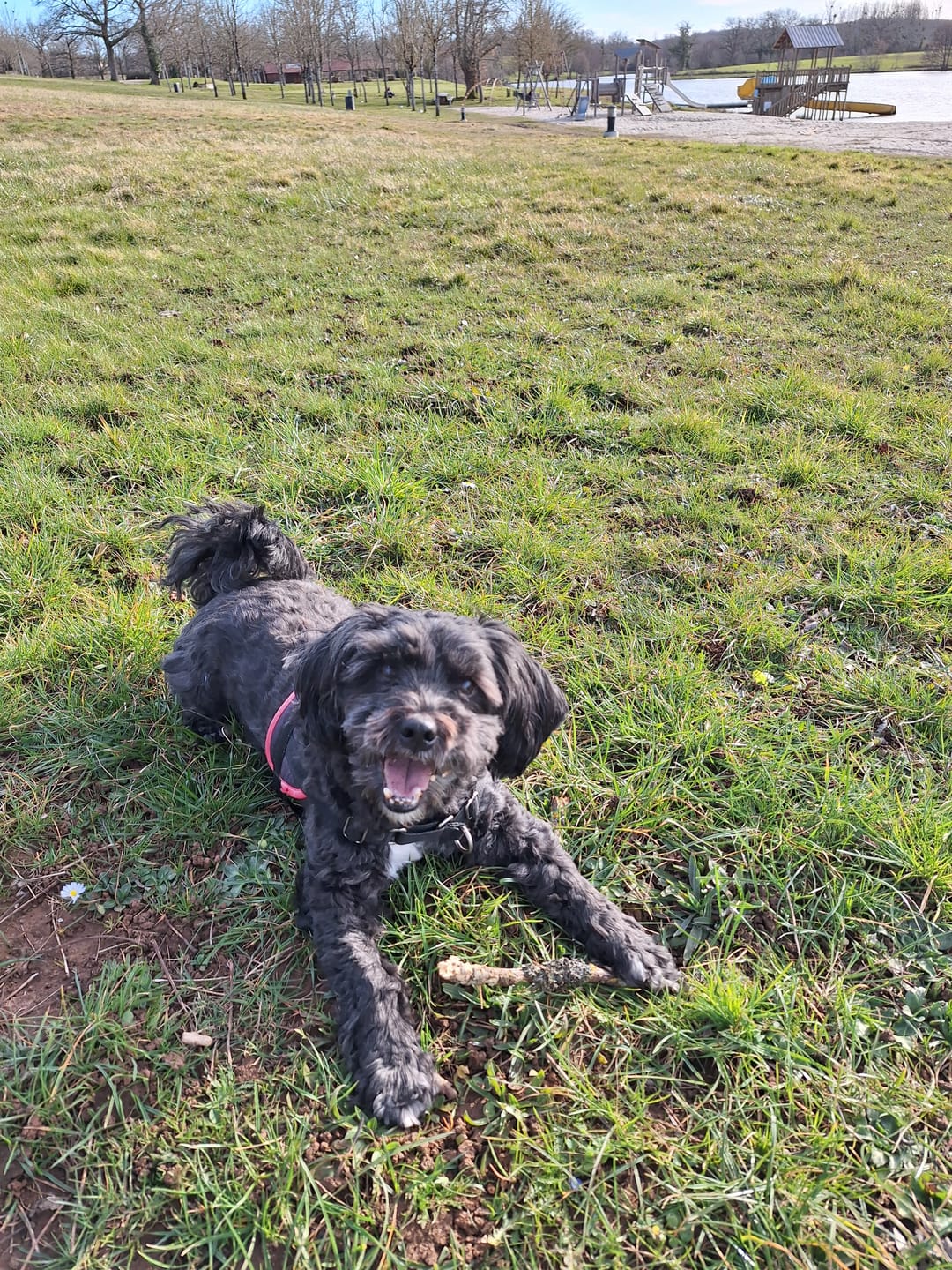 Customer photo review of Croquettes Volaille & Légumes - Chien Sénior