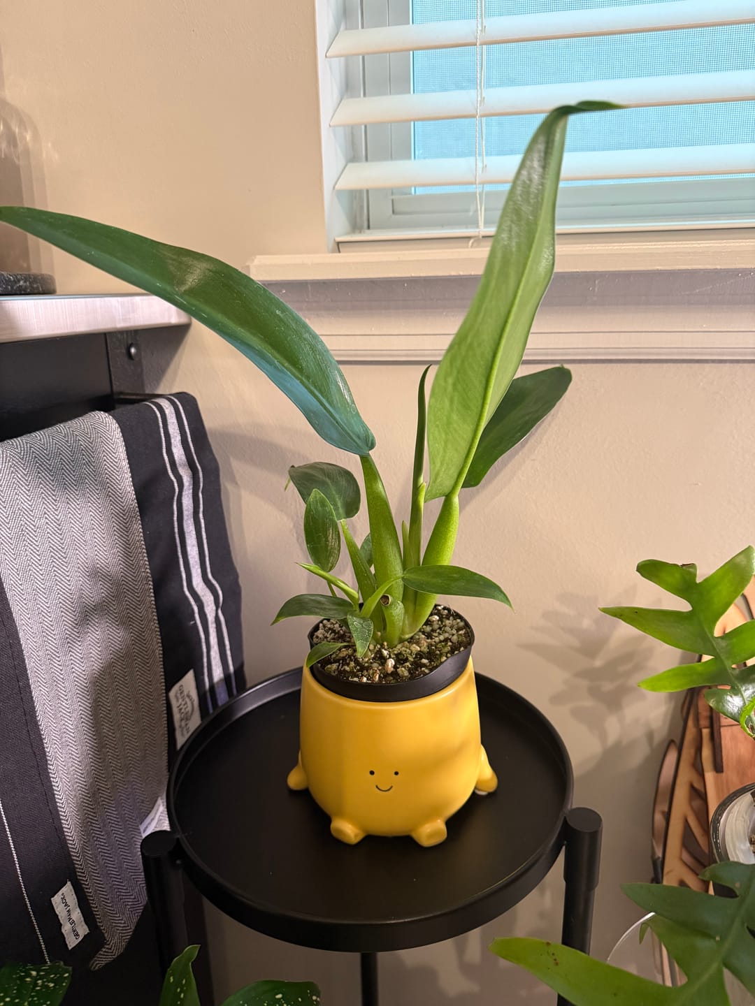 Customer photo review of Philodendron martianum 'Fat Boy'