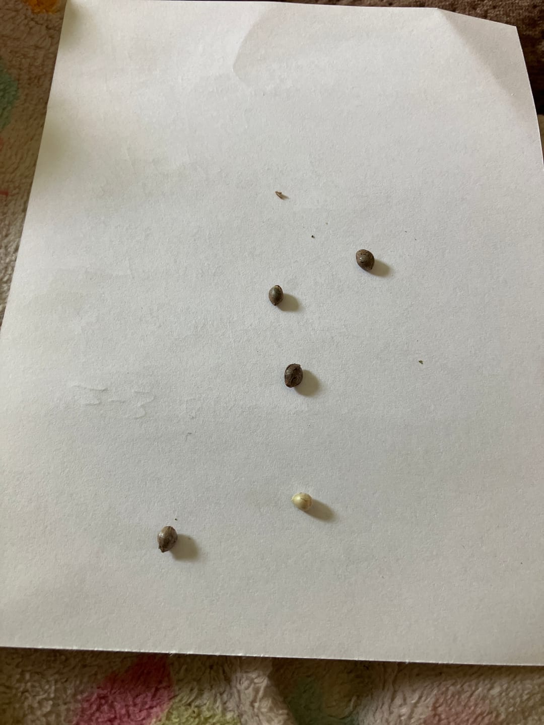 Customer photo review of White Widow - 28 Grams - Hybrid