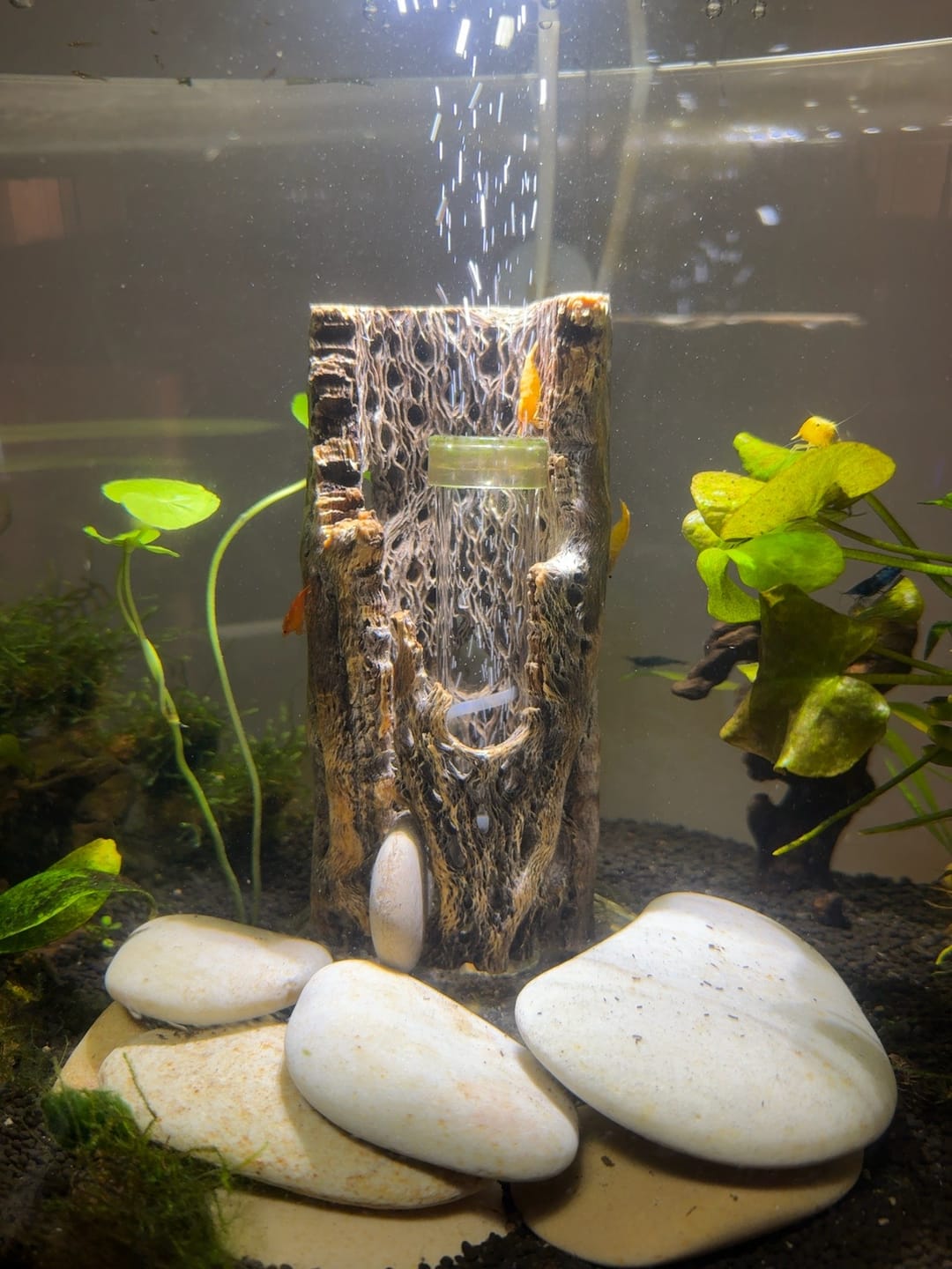 Customer photo review of Orange Rili Shrimp