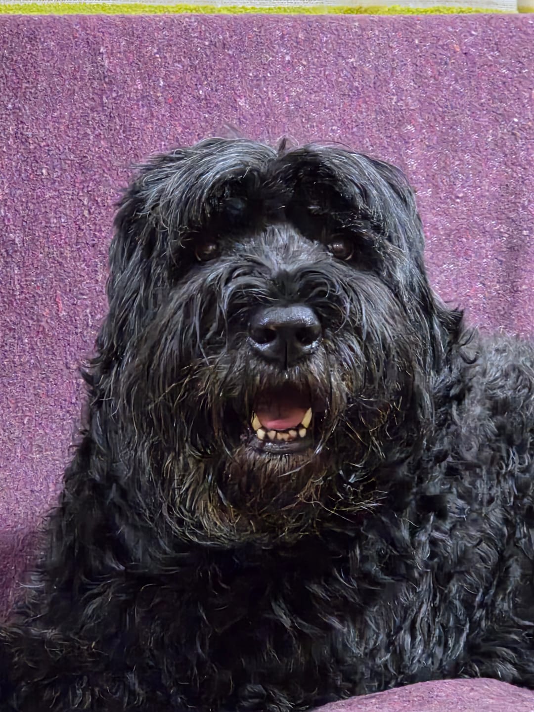 Customer photo review of FlexCare (Joint & Movement Support For Dogs)