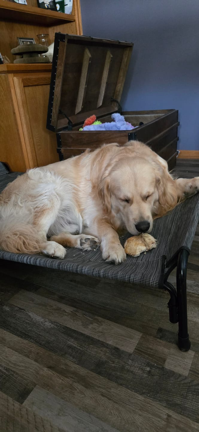 Customer photo review of Chest Bone (11" x 6"x 3”): The Durable, Flavor-Packed Chew for Light and Moderate Chewers