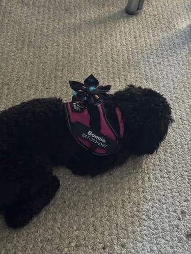 Customer's small black dog lying down while wearing a pink and black Dogshood ™ Easy On harness.
