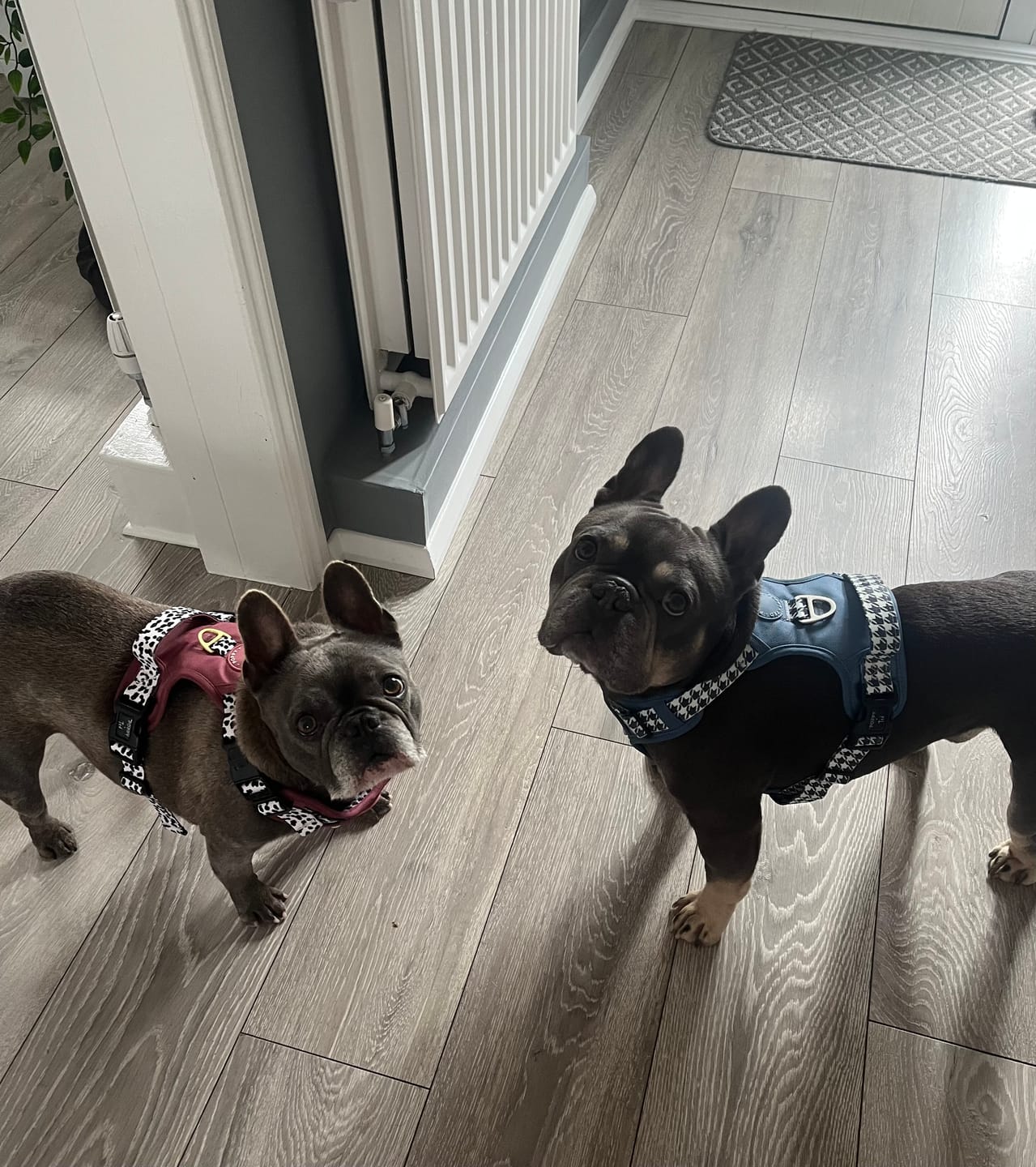 Customer photo review of Luxe Collection | 3-Click Tough Harness | Berry Dalmatian