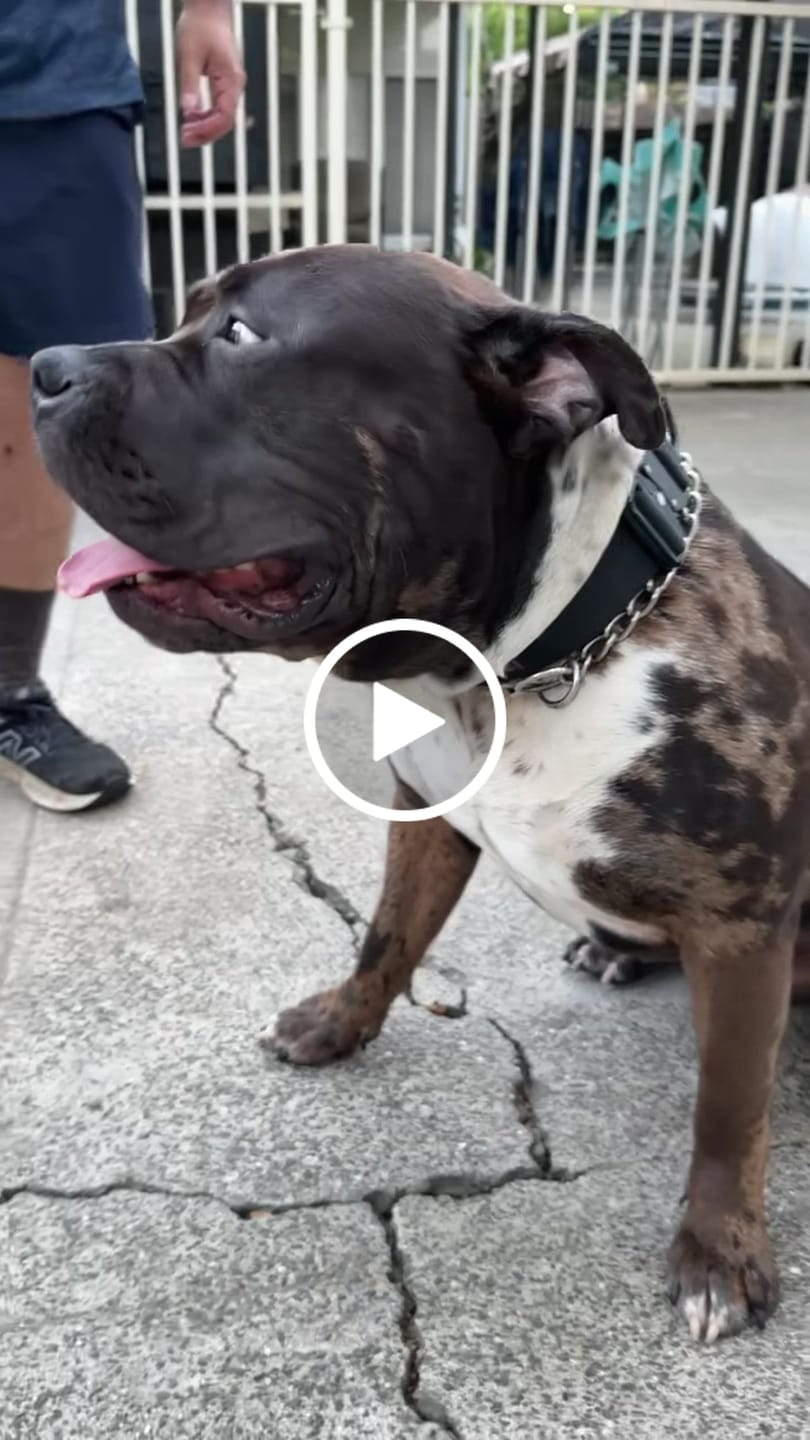 Customer video review of Bully Proof Collar
