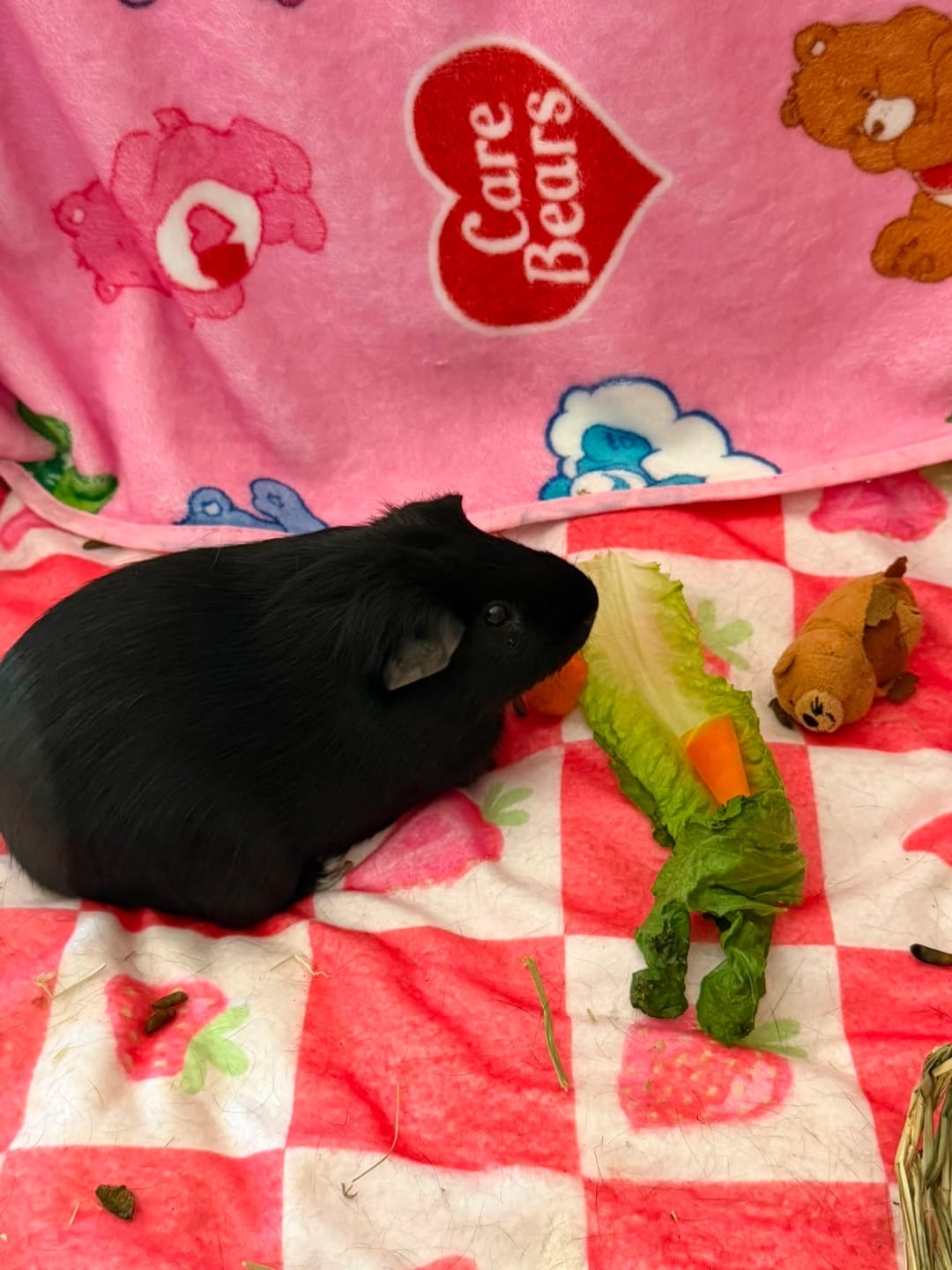 Customer photo review of Plush Fleece Liner for Guinea Pigs | Strawberry