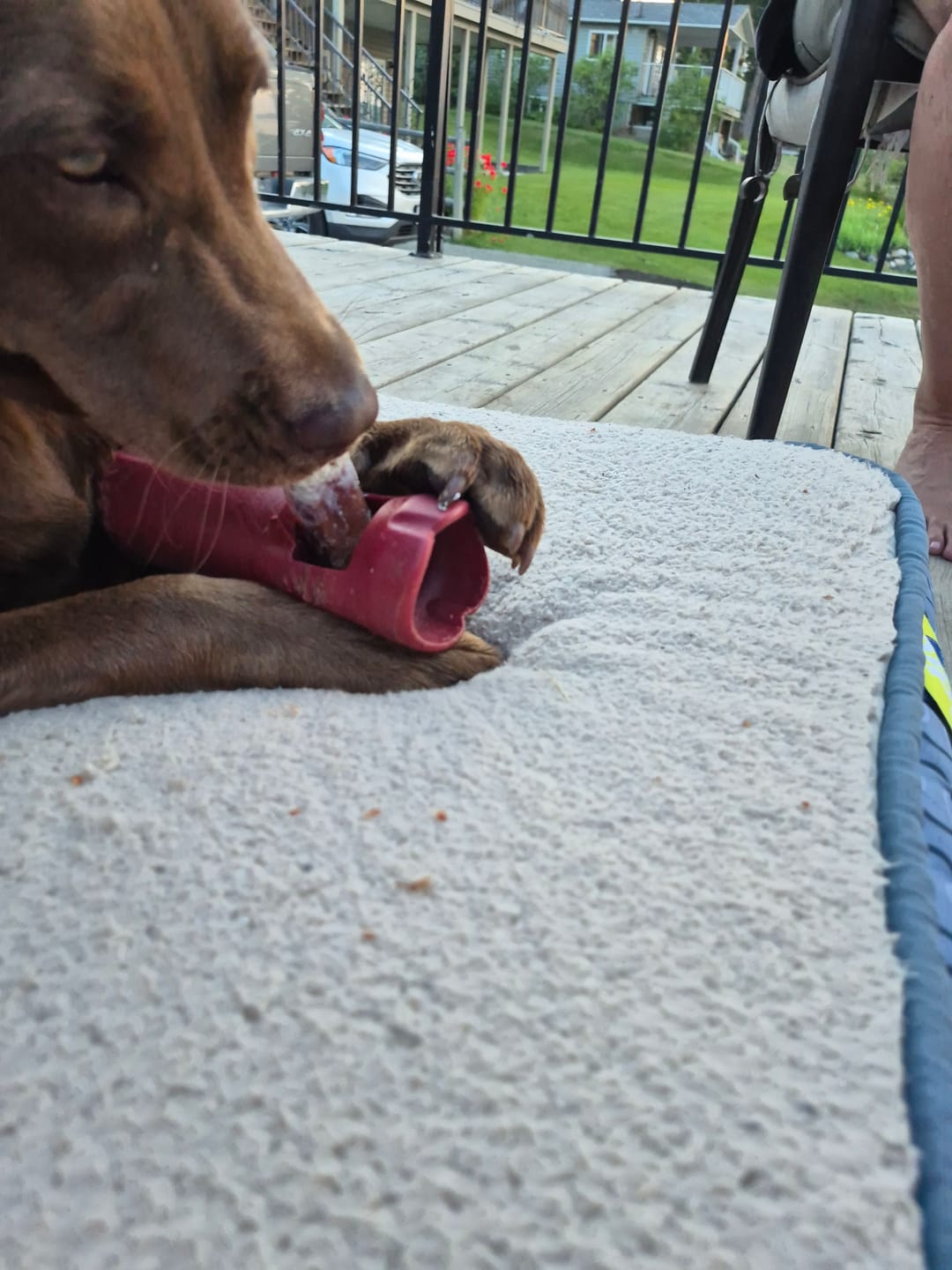Customer photo review of 12 Inch Mega Monster Bully Stick (LIMITED)