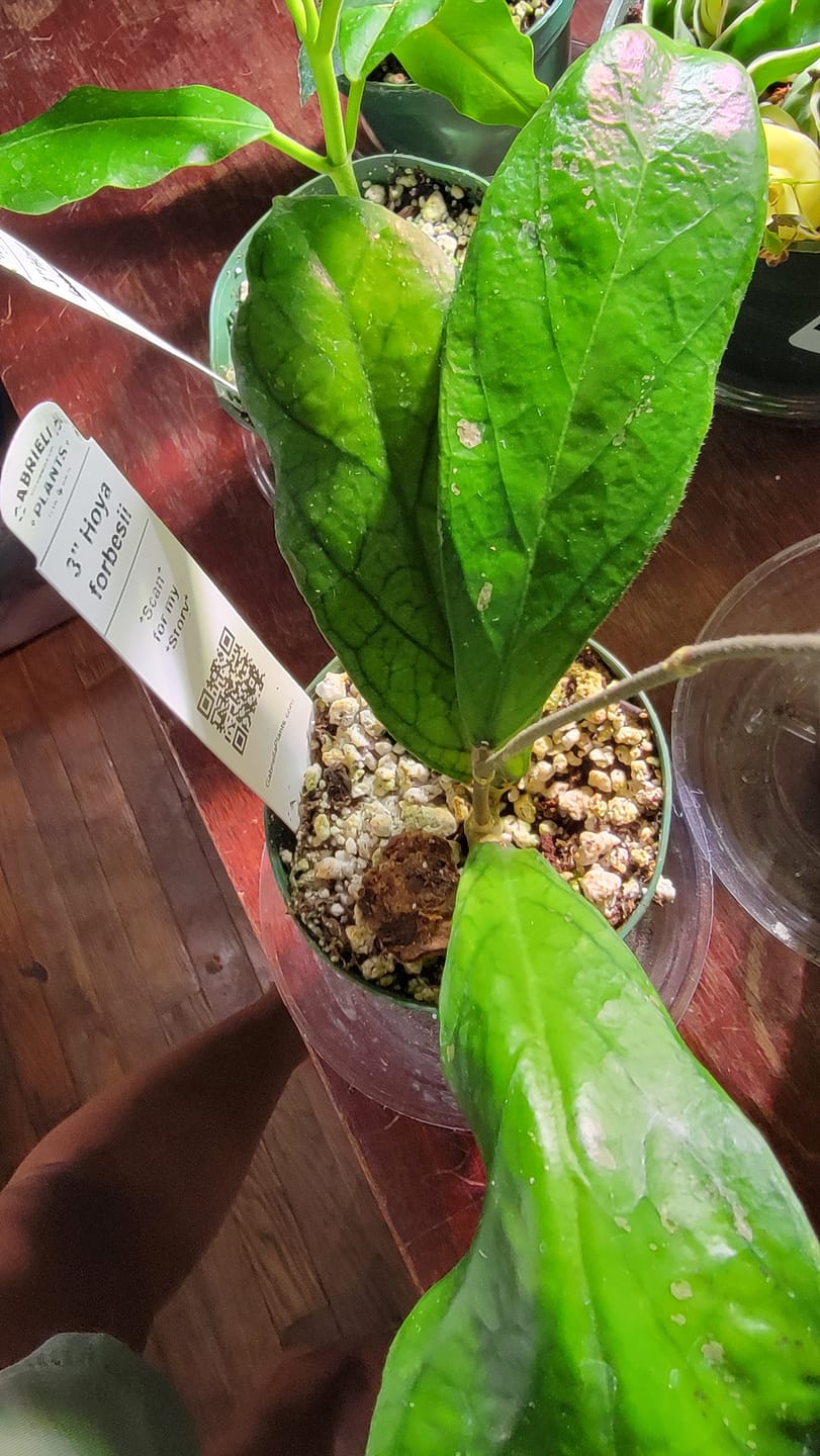 Customer photo review of Hoya forbesii