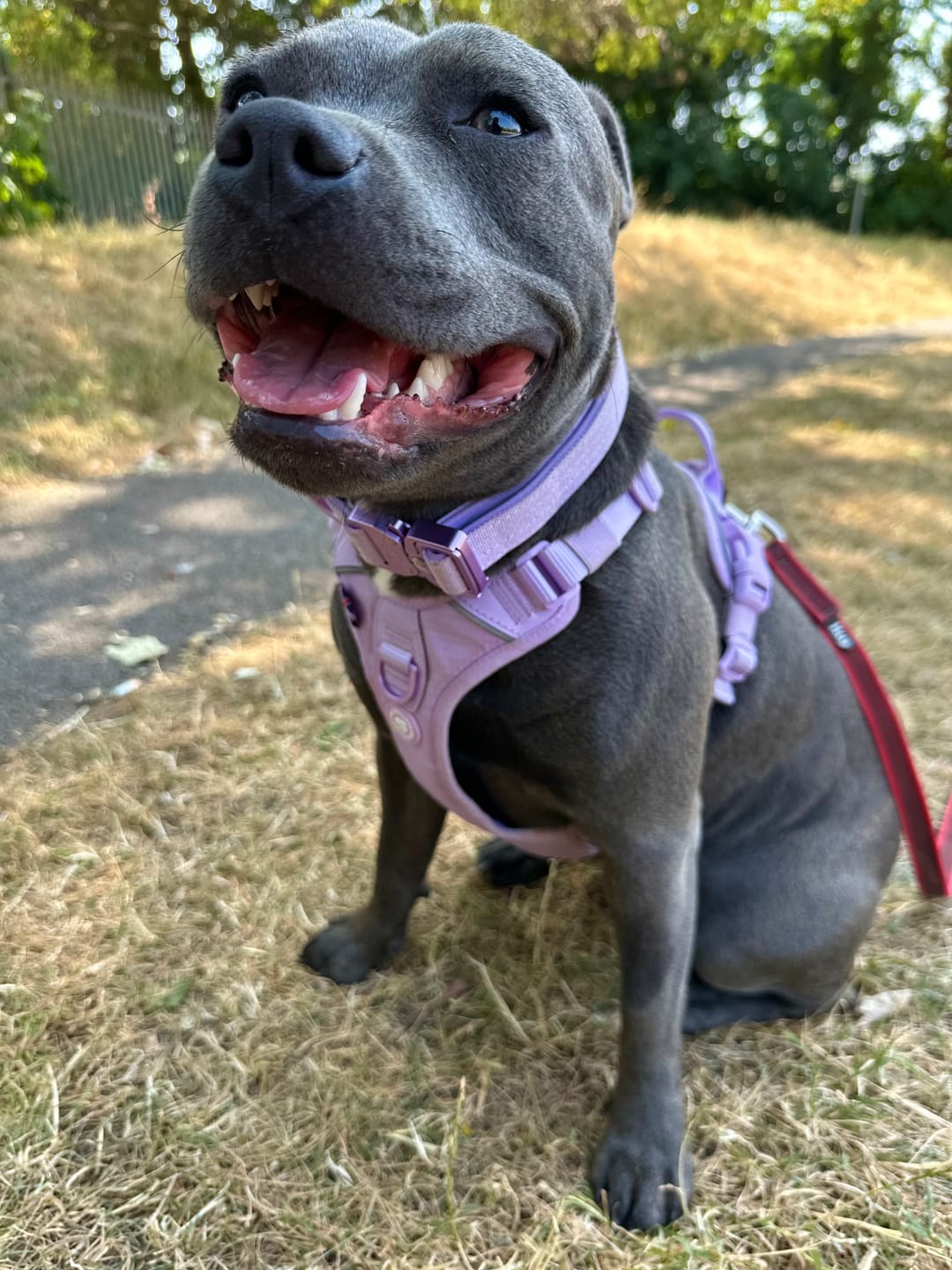 Customer photo review of 2.5cm Lighter Combat® Collar | With Handle & Secure Clip - Lavender X Ube