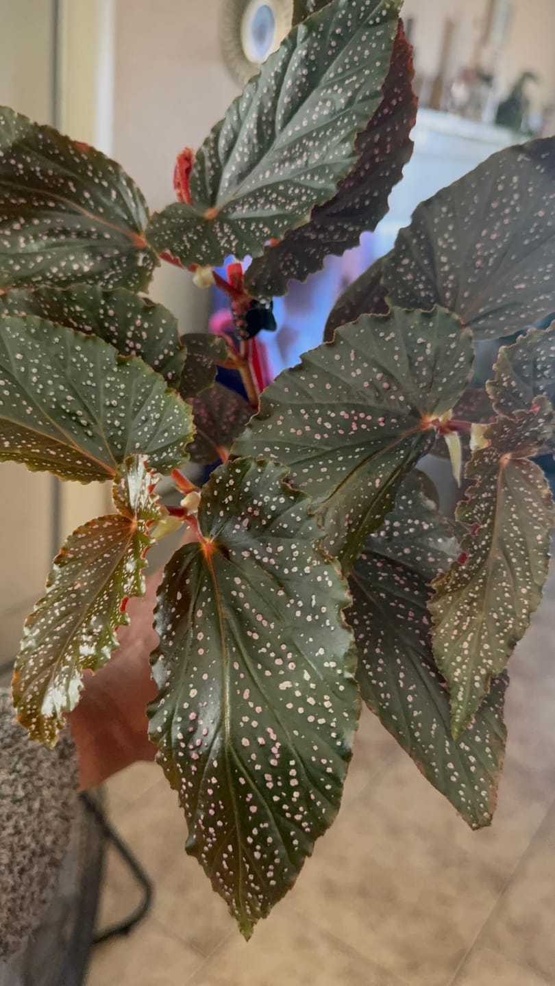 Customer photo review of Begonia 'Benigo Pink' 'Pink Spots'