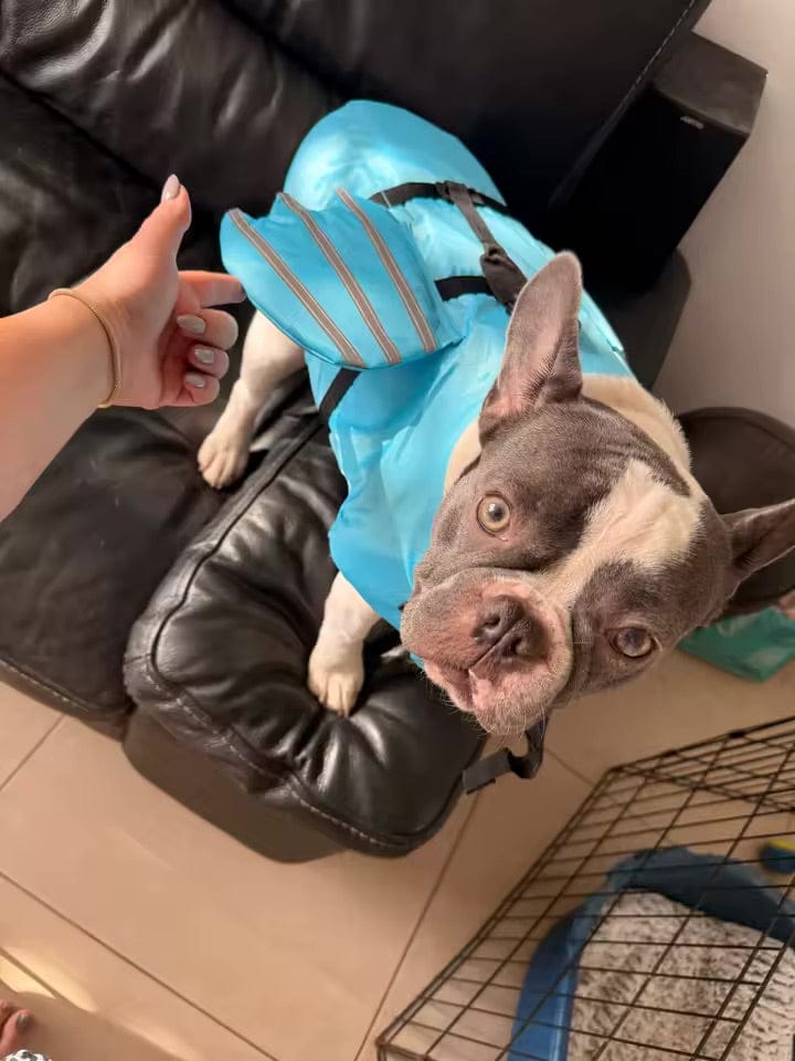 Customer photo review of Splash Paws™ Chin Float Life Jacket