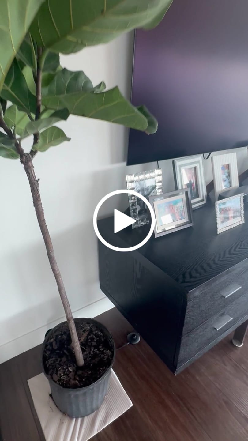 Customer video review of Ficus Lyrata Tree Form Single Stem, Fiddle Leaf Fig Tree