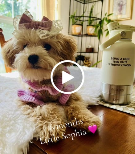 Customer video review of The Bowl Bottle 2.0 | 3-in-1 Travel Bottle