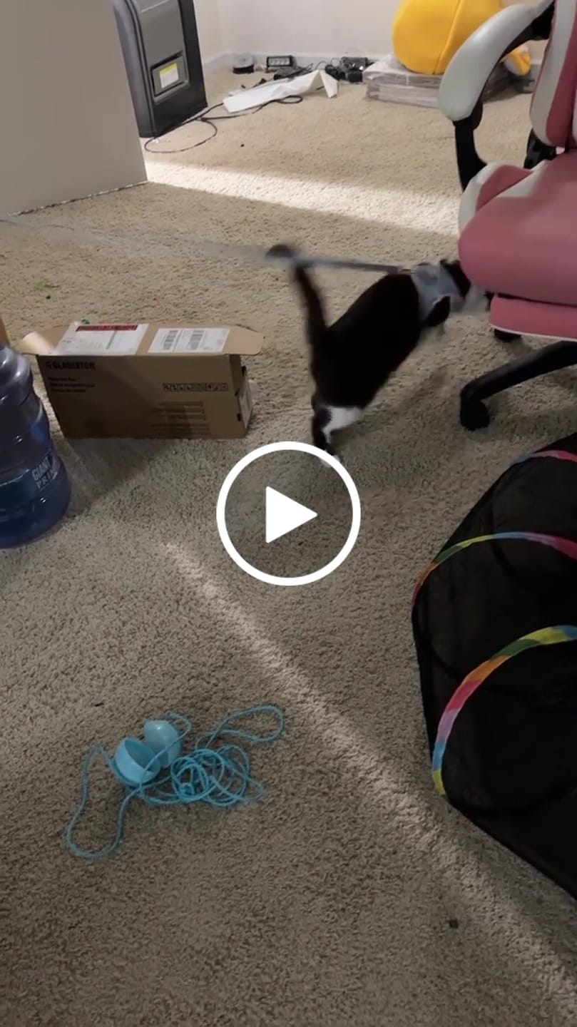 Customer video review of Escape-Proof Cat Harness + Leash