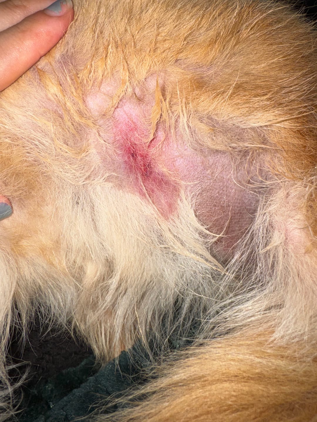 Customer photo review of Antiseptic Itchy Skin Relief Spray for Dogs, Cats & Pets