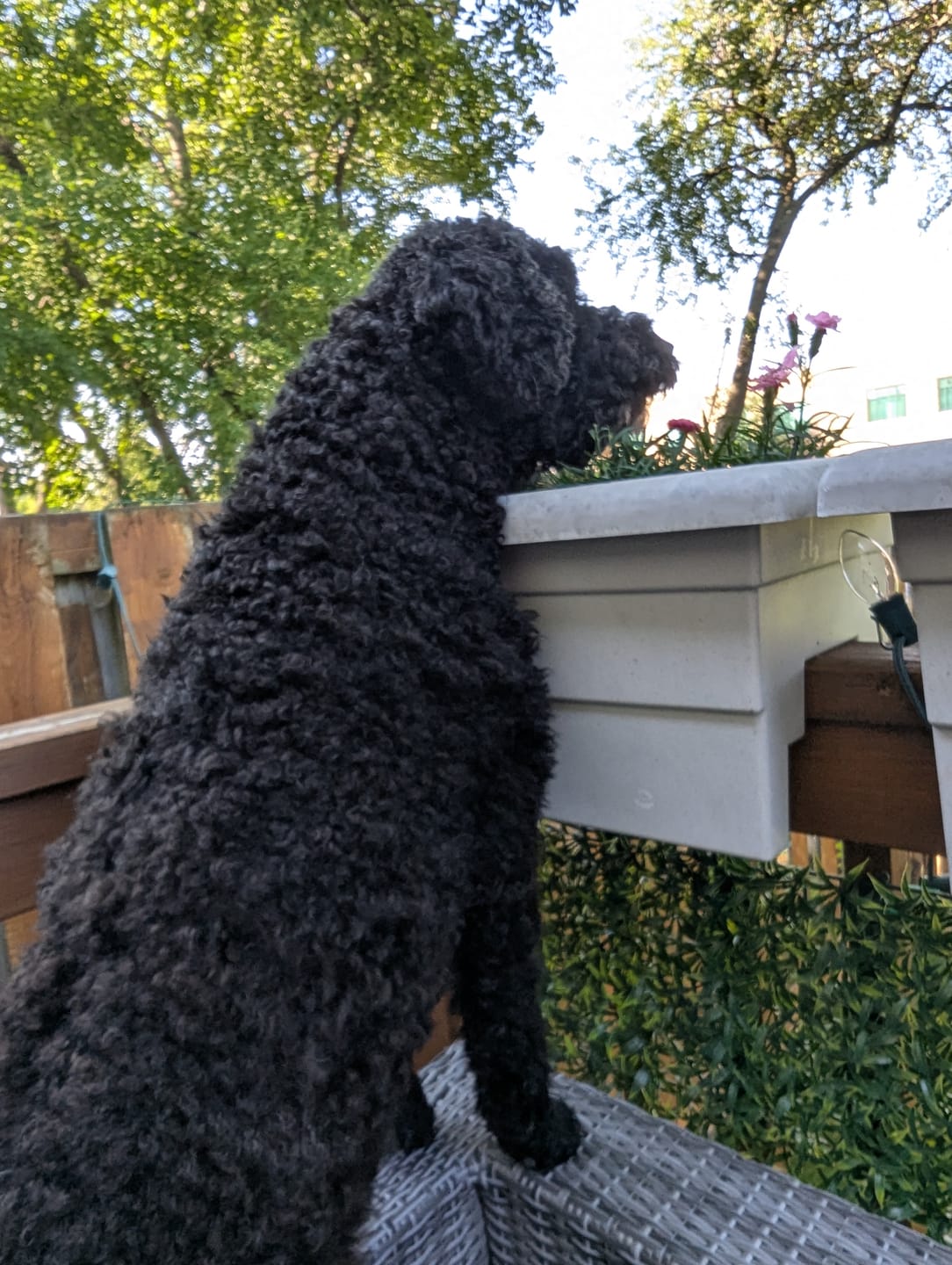 Customer photo review of Farmed Insects formulas / Adult & Puppy