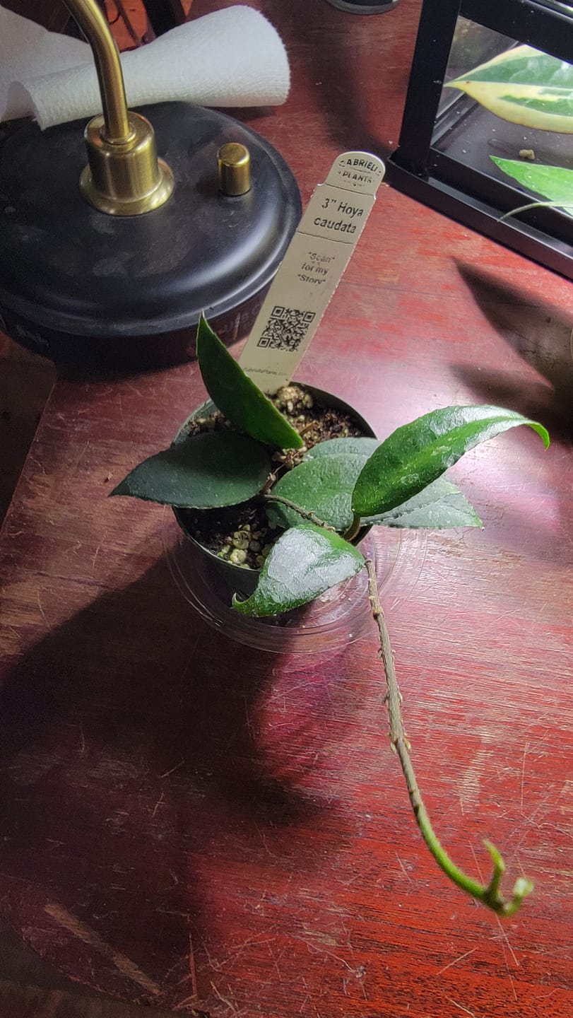 Customer photo review of Hoya caudata