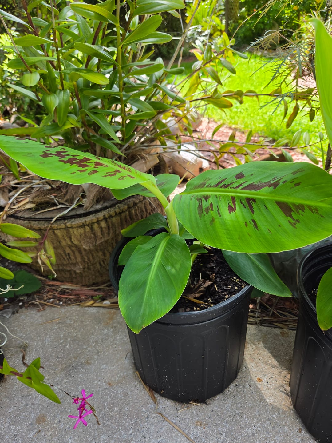 Customer photo review of Musa 'Red Dacca' Banana