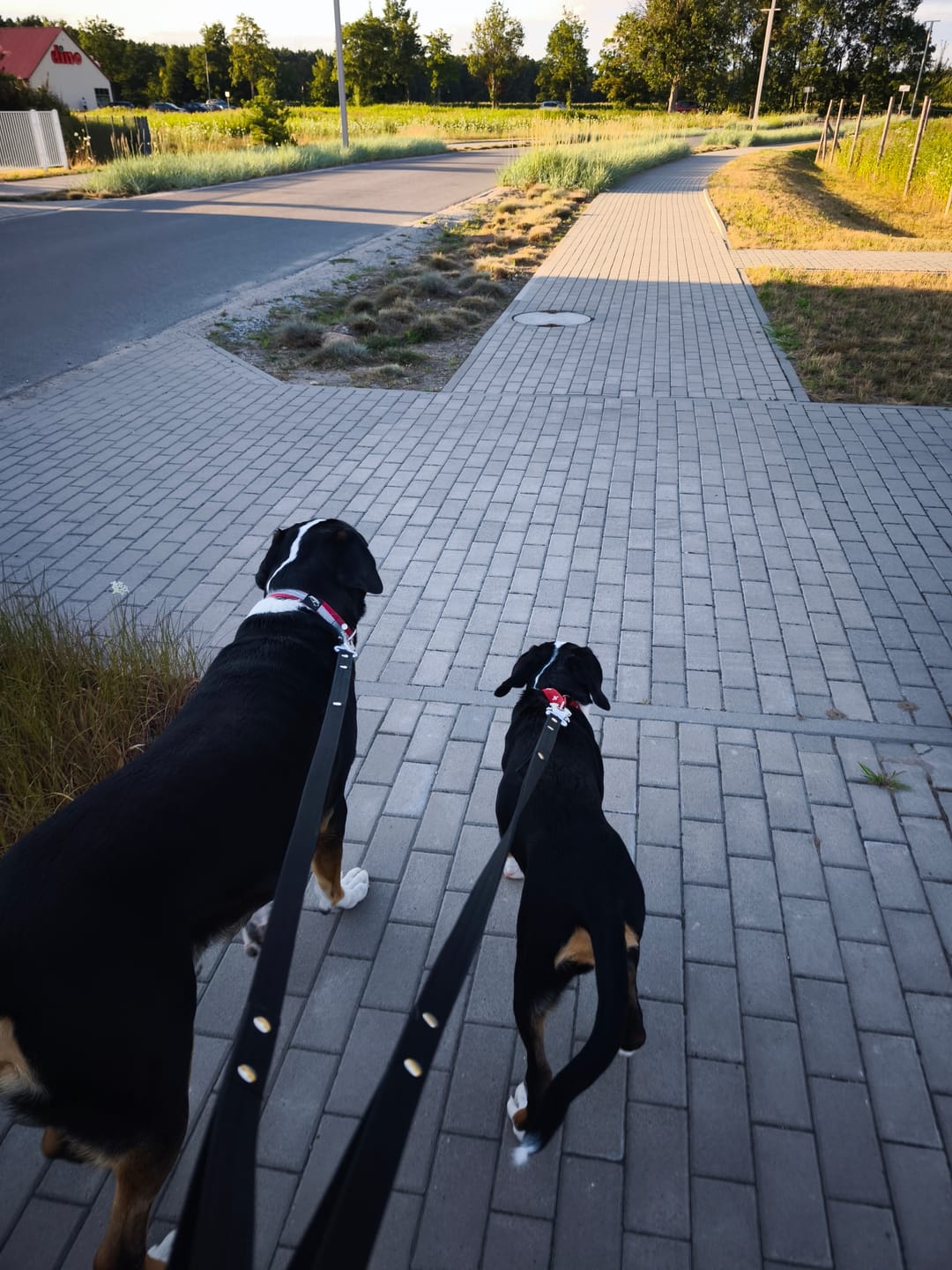 Customer photo review of Smycz dla psa z imieniem - Personal Leash