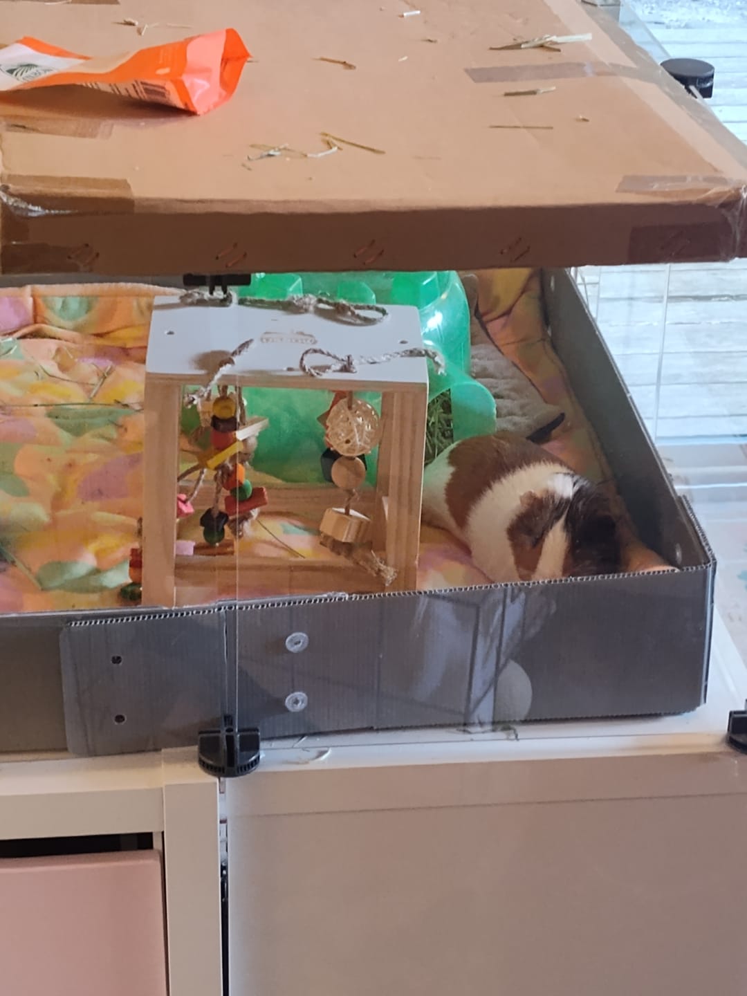 Customer photo review of Plush Fleece Liner for Guinea Pigs | Pigcasso Collection