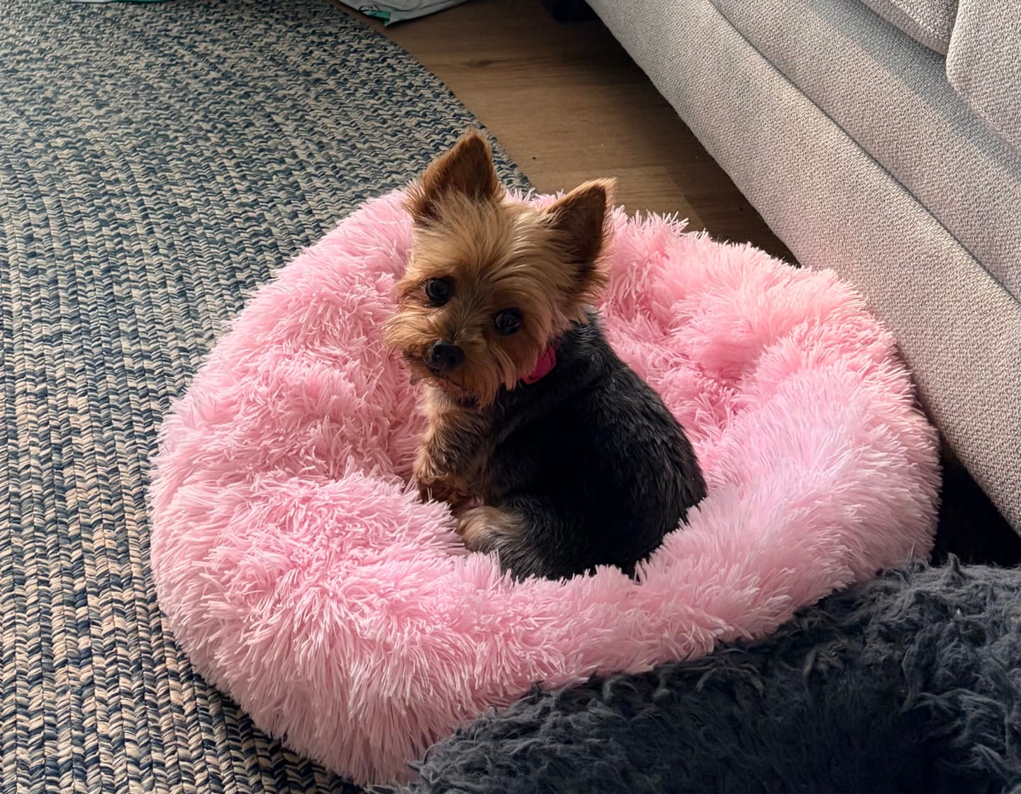 Customer photo review of The Original Fluffy Bean® Pet Bed