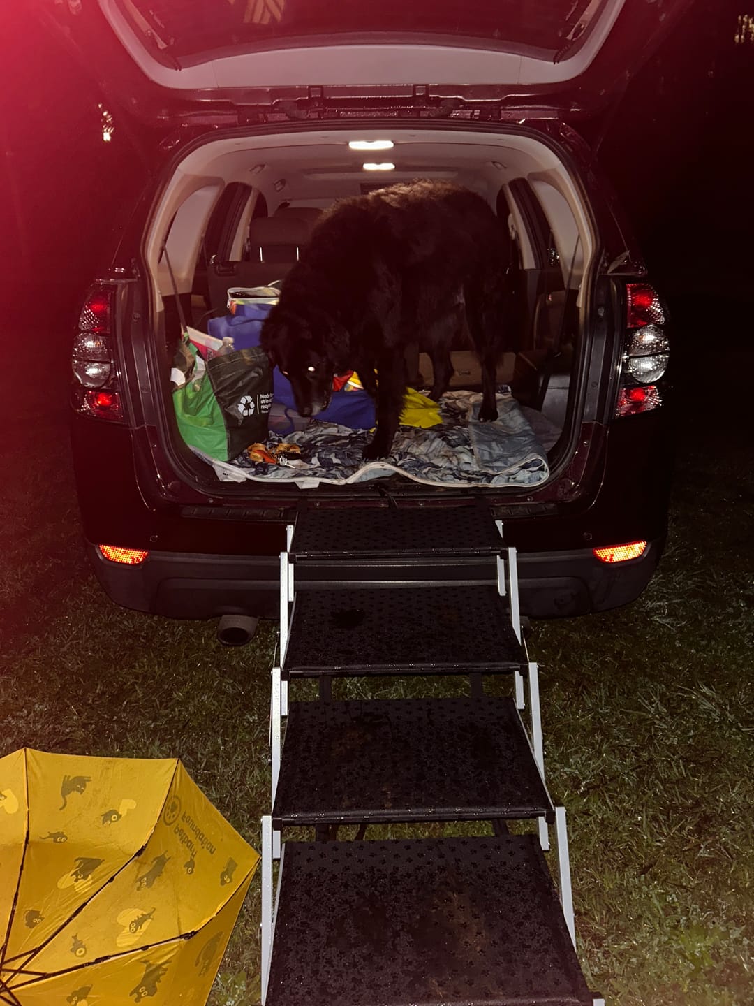Customer photo review of Folding Dog Ramp For SUV Truck