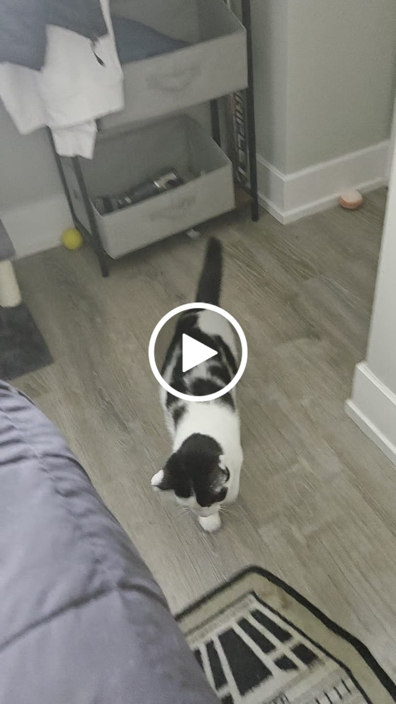 Customer video review of SPEEDY TAIL 2.0