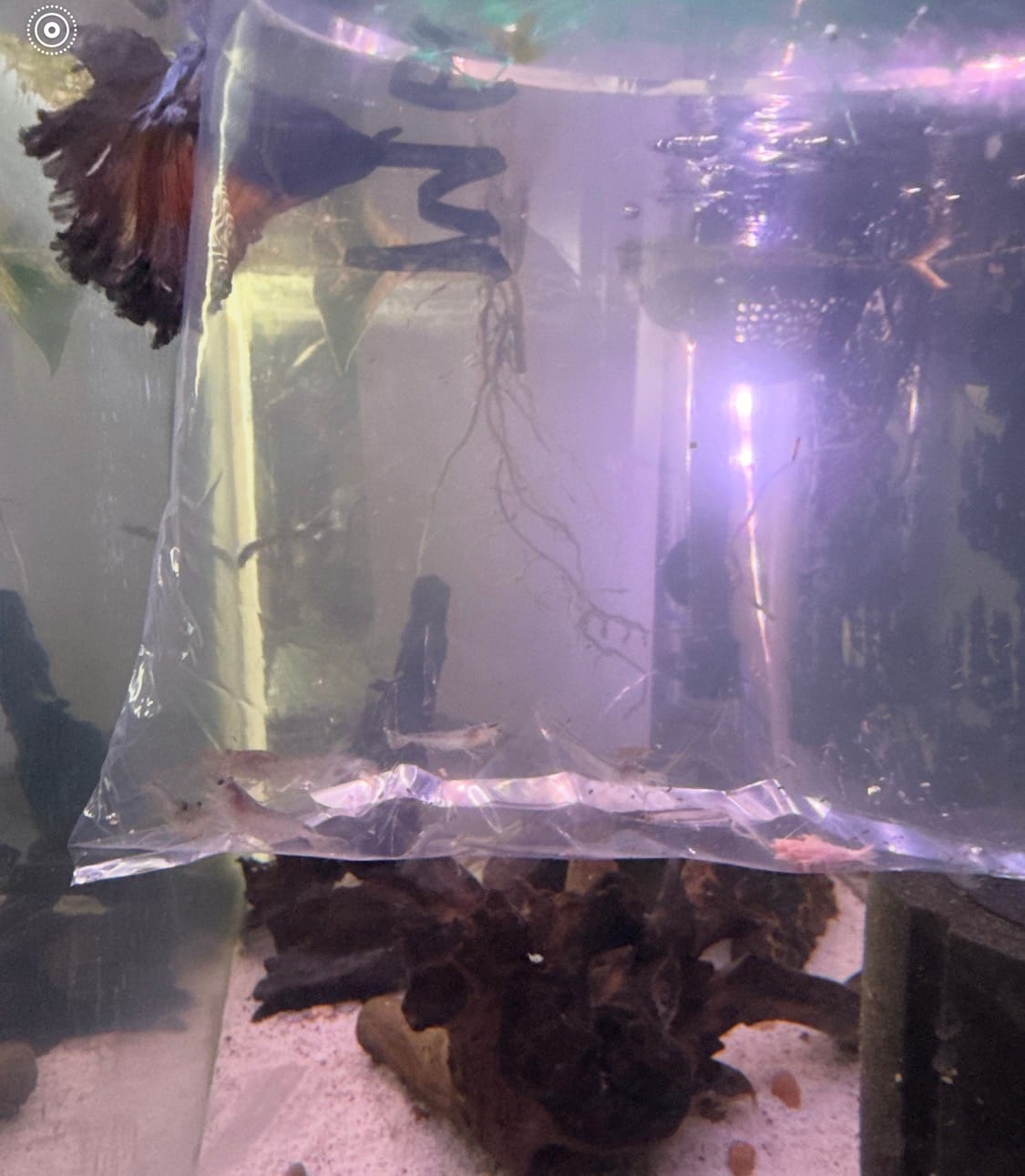 Customer photo review of Amano Shrimp