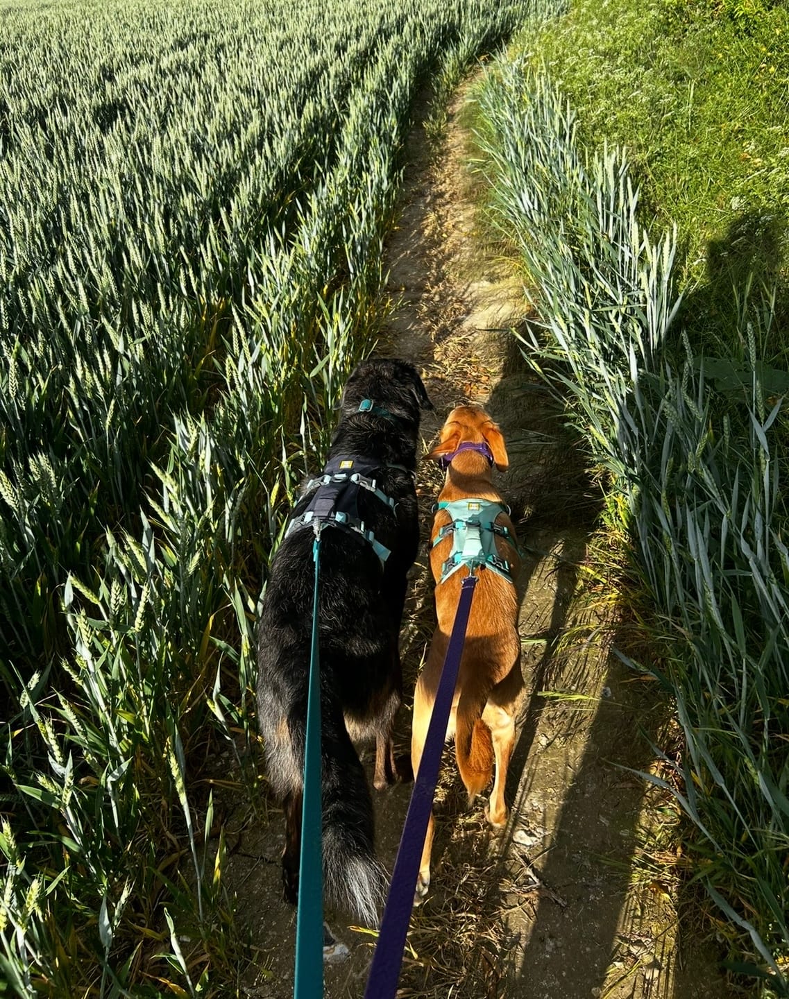 Customer photo review of Tidal Waterproof Lead