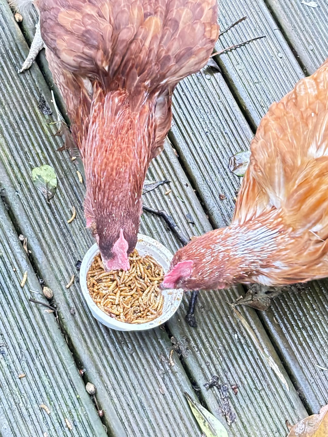 Customer photo review of Cluckers - Dried Meal Worms - 1kg