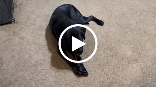 Customer video review of 12 Inch Monster Bully Stick