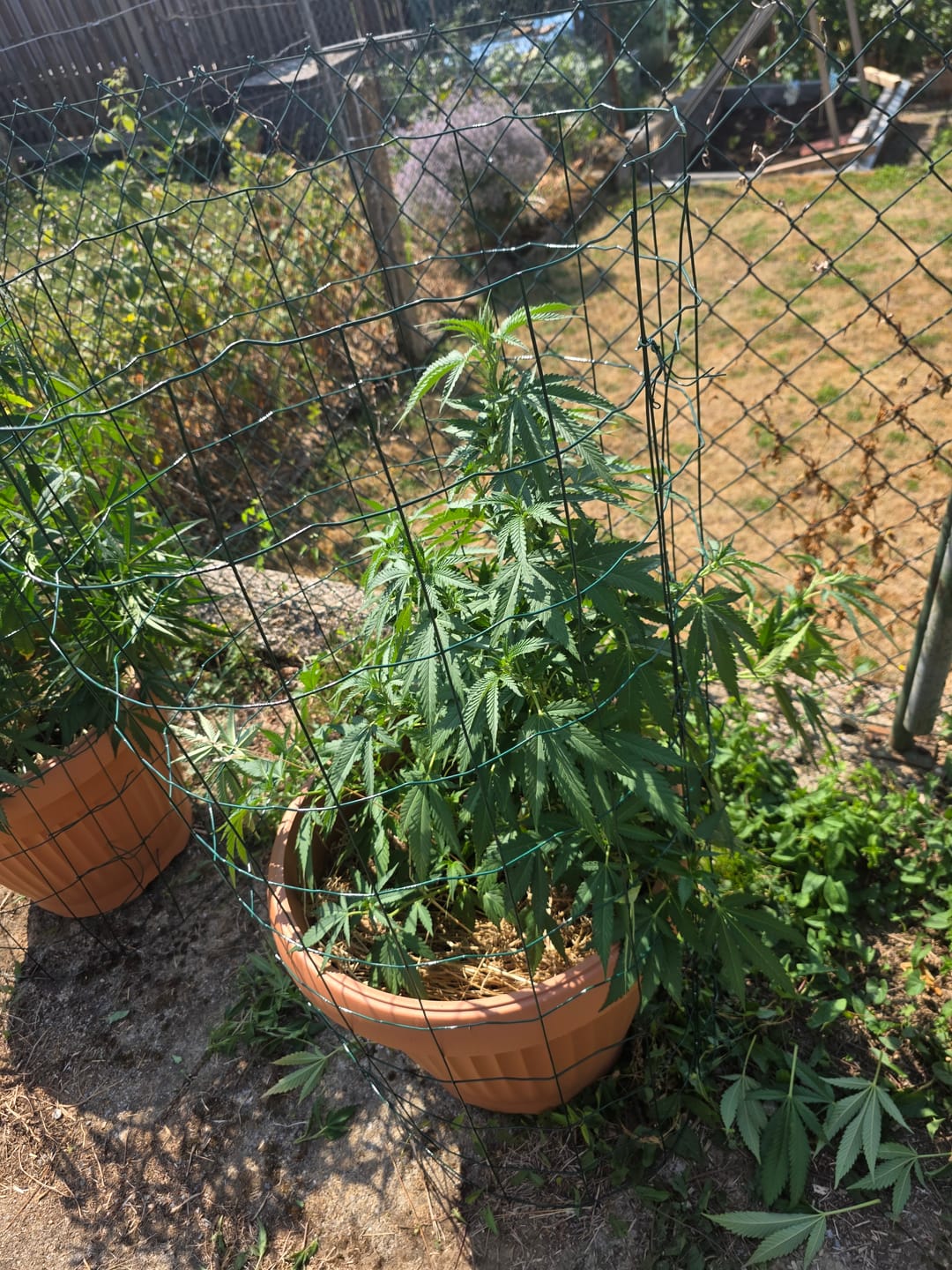 Customer photo review of Hanfstecklinge | Amnesia Lemon