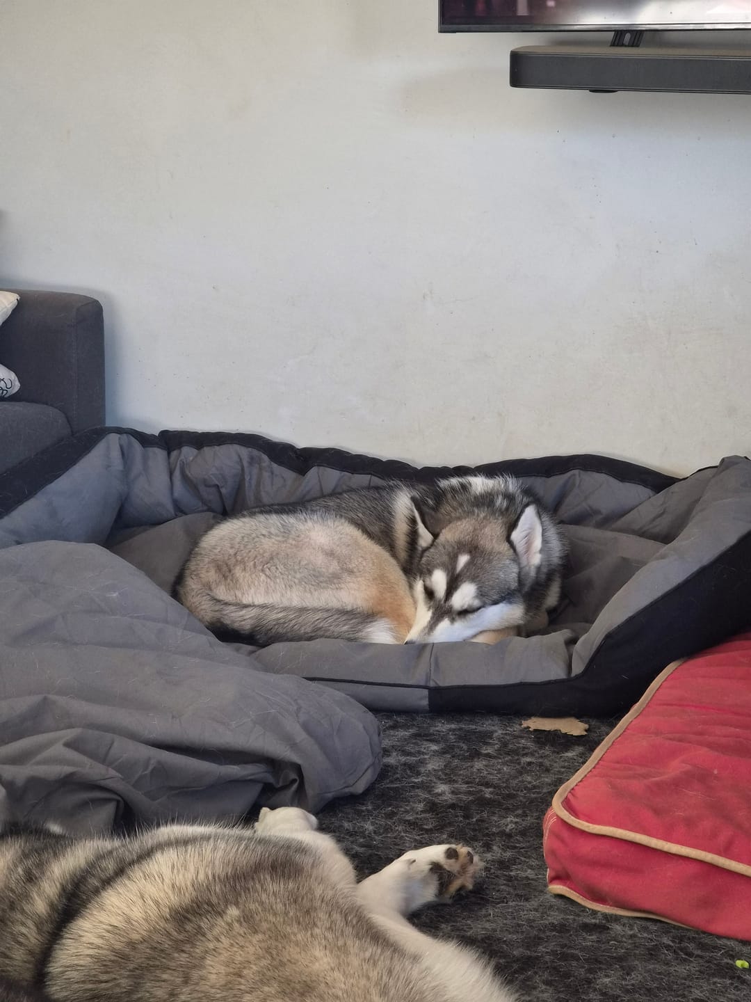Customer photo review of Outdoor Waterproof Heavy Duty Dog Bed