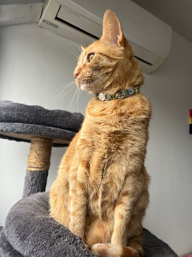 Customer photo review of Collar Gato Hebilla Grabada Abrefácil
