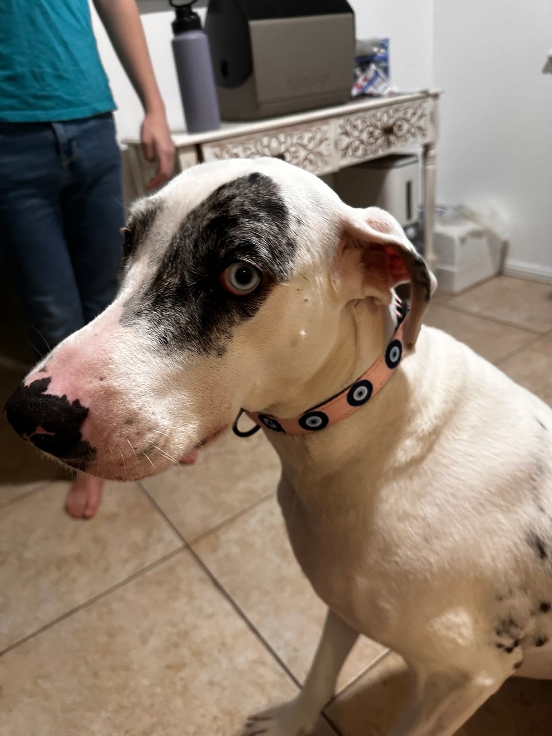 Customer photo review of Evil Eye Protection Dog Collar (Pink) — Shield Your Pup's Spirit