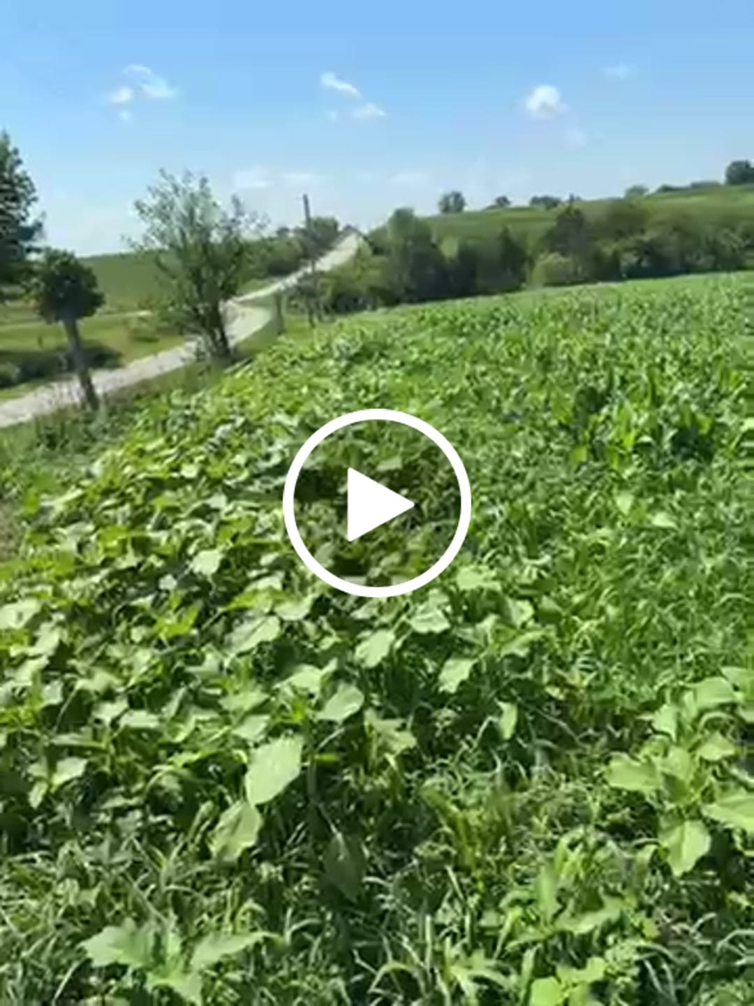 Customer video review of Sunflower Food Plot Seed
