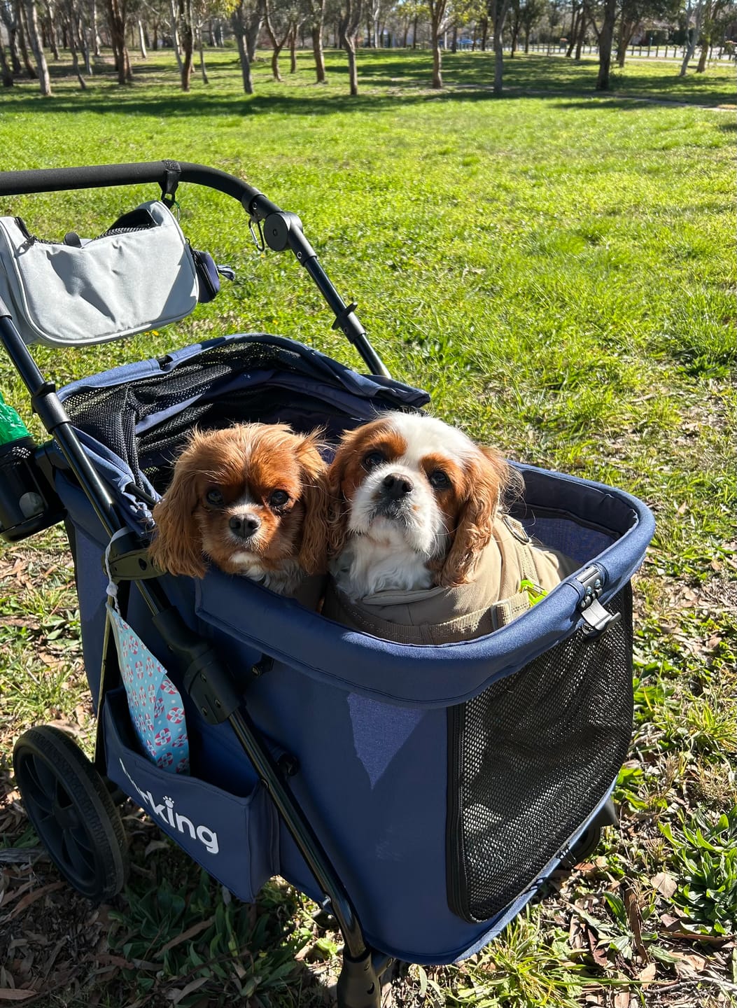 Customer photo review of Fur King Wagon - 30 kg Pet Pram
