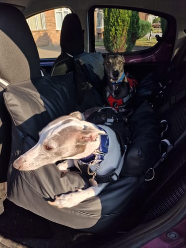 Customer's two whippets sitting in their Dog Dock V2 beds, which fill the back seat of a car.