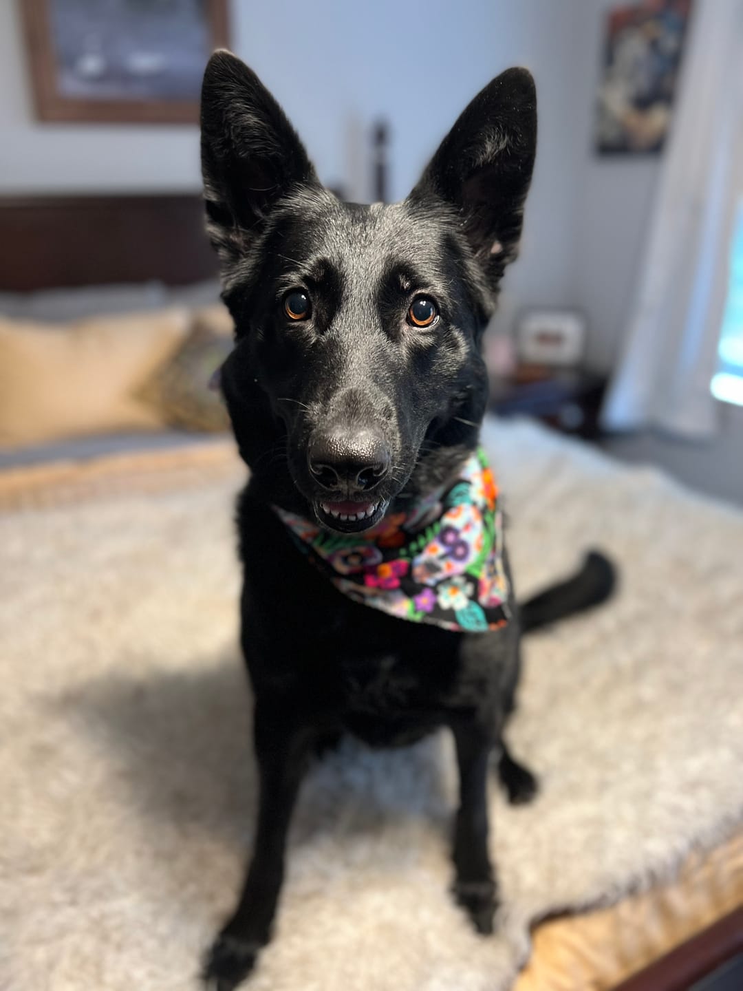Customer photo review of Sensitive Skin Dog Shampoo - 4 Pack