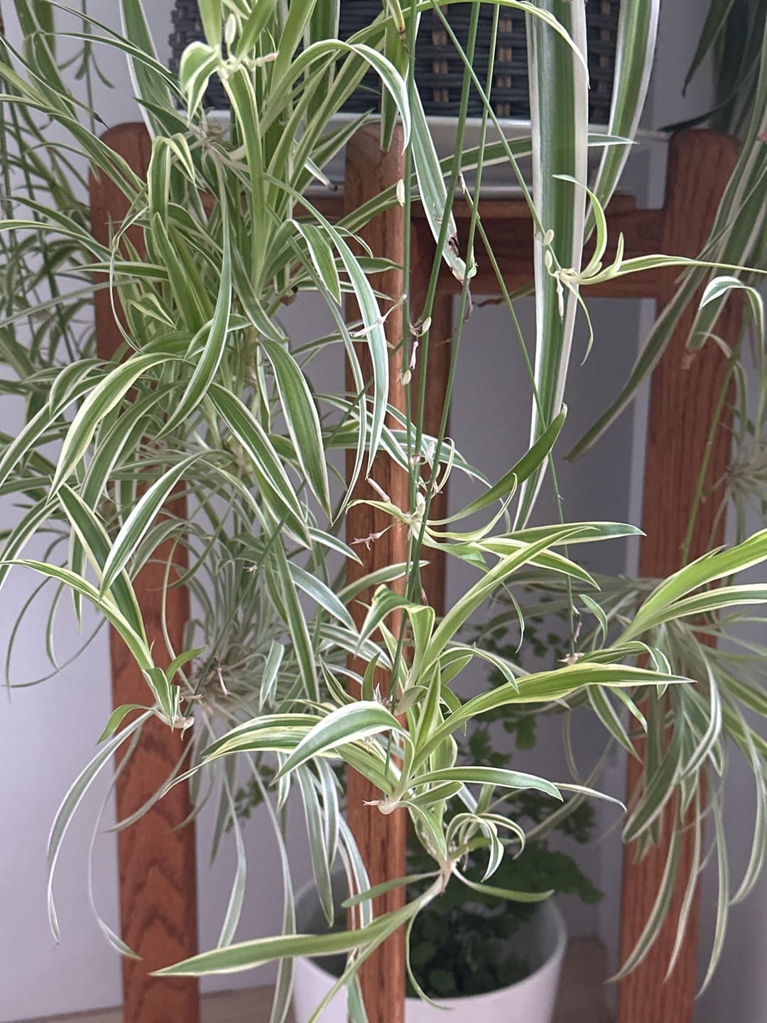 Customer photo review of Kelpy Food for Plants
