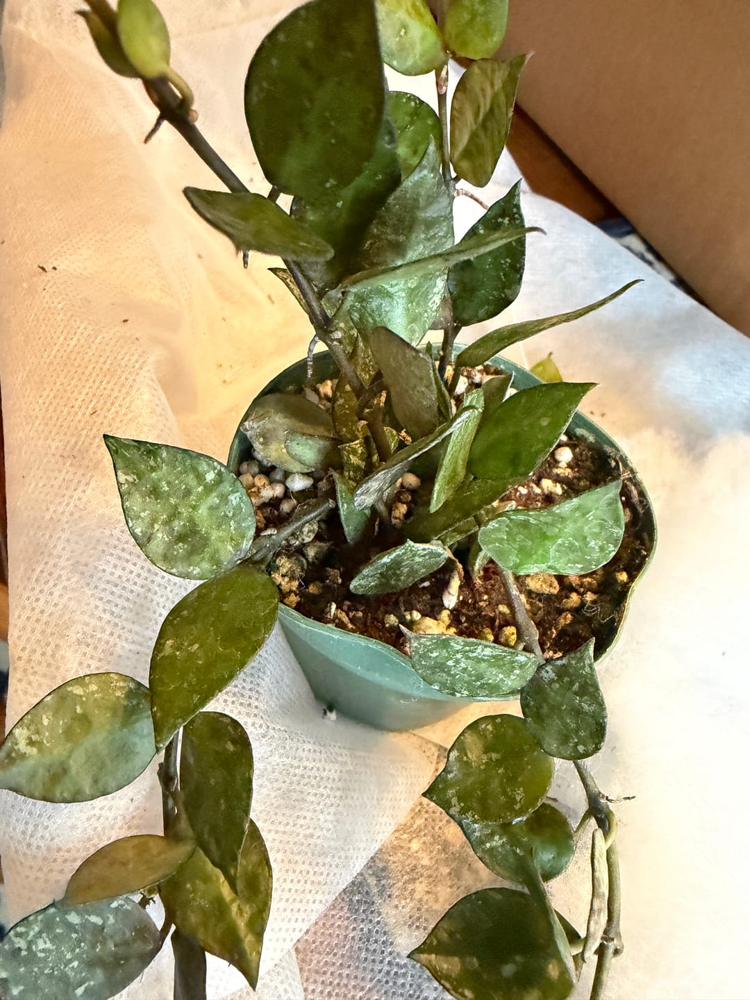 Customer photo review of Hoya krohniana 'Black'