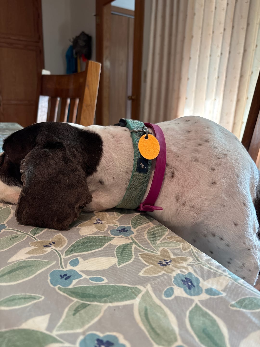 Customer photo review of FurLife™ - 8 Months Flea and Tick Free