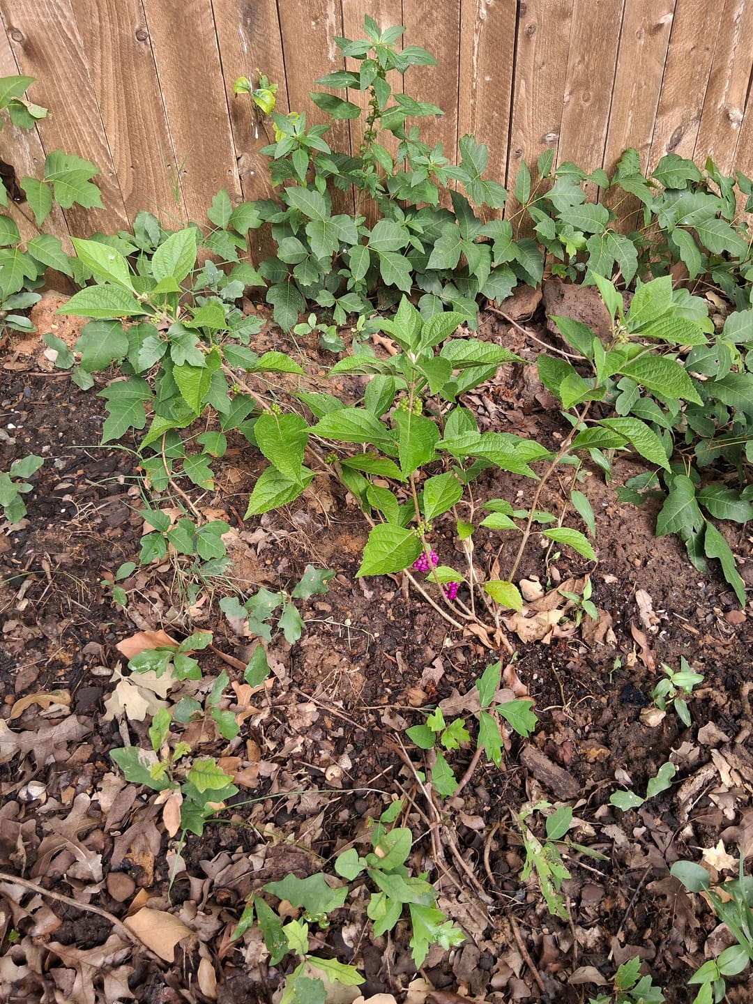 Customer photo review of American Beautyberry