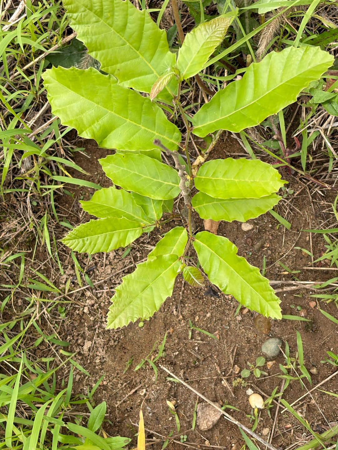Customer photo review of Hybrid Chestnut