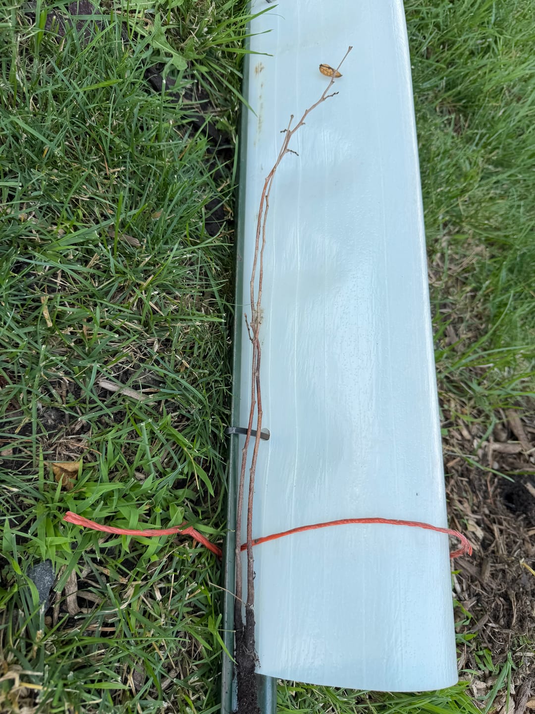 Customer photo review of Tree Pro Grow Tubes